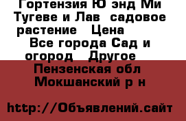 Гортензия Ю энд Ми Тугеве и Лав, садовое растение › Цена ­ 550 - Все города Сад и огород » Другое   . Пензенская обл.,Мокшанский р-н